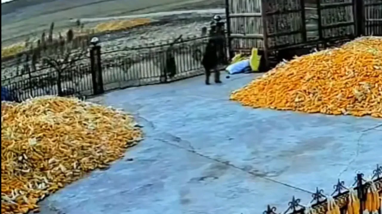  Tiger attacks man in China Photograph:(Reuters) 