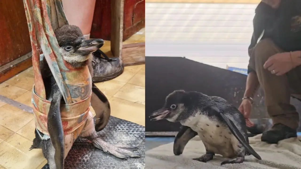  Flop was born in April this year and lost her mother. (Instagram: dudley.zoo) Photograph:(Instagram) 