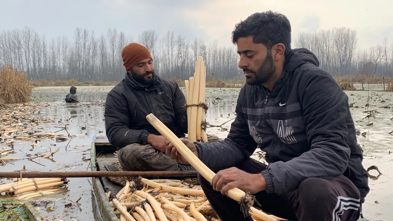  Lotus stems are an important part of Kashmiri culture. Photograph:(WION Web Team) 