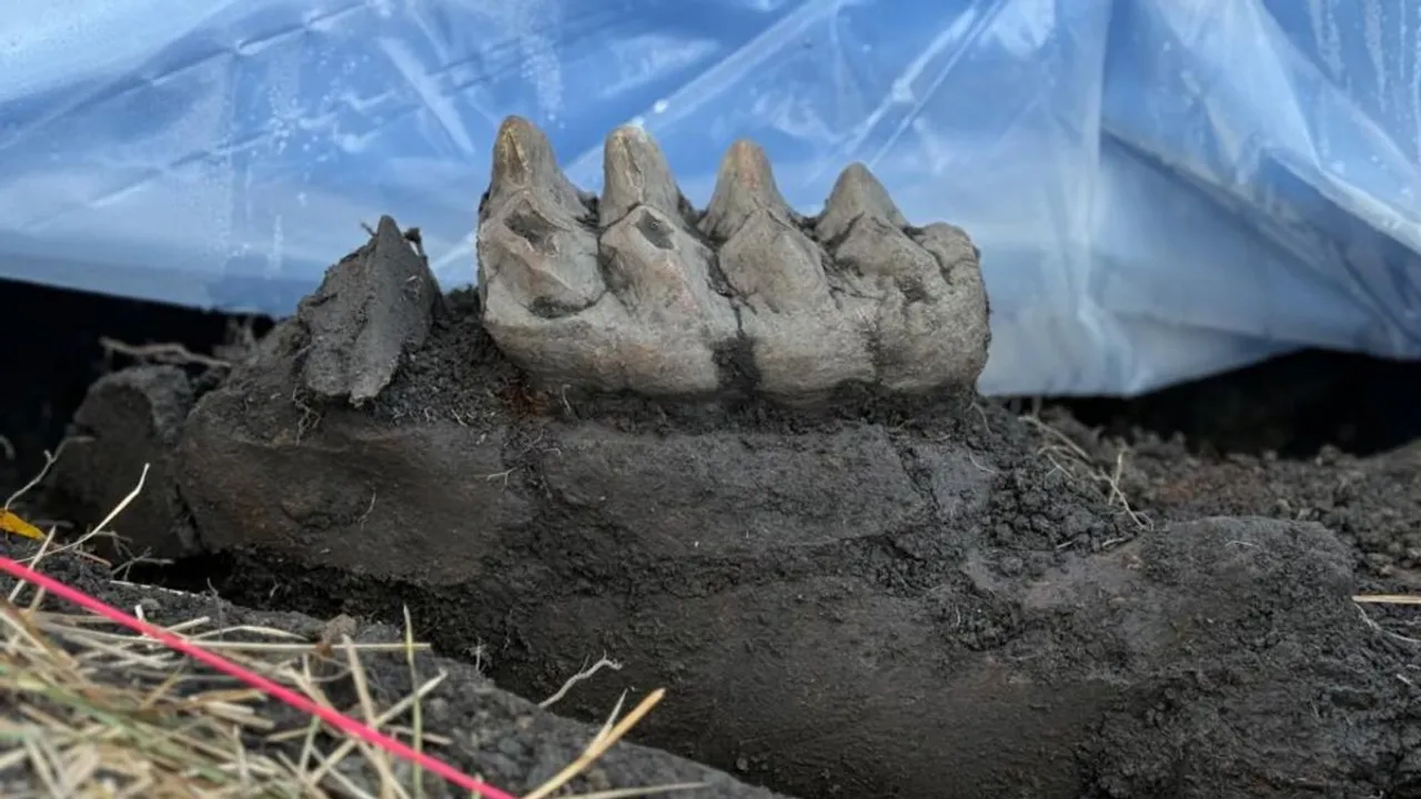  Mastodon jaw found in New York Photograph:(Others) 