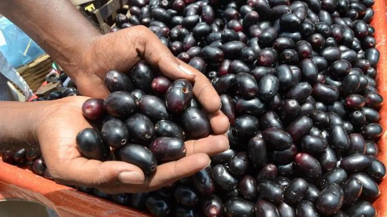 Jamun In Diabetes: डायबिटीज पेशेंट करें जामुन का यूज़, होगा फायदा