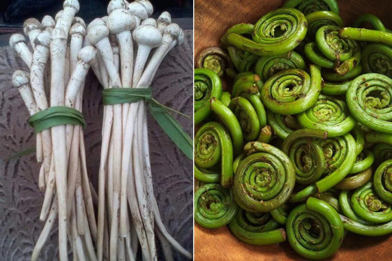 Bihiden mushroom (left) grows in the wild in Odisha during monsoon and fiddlehead fern (right)