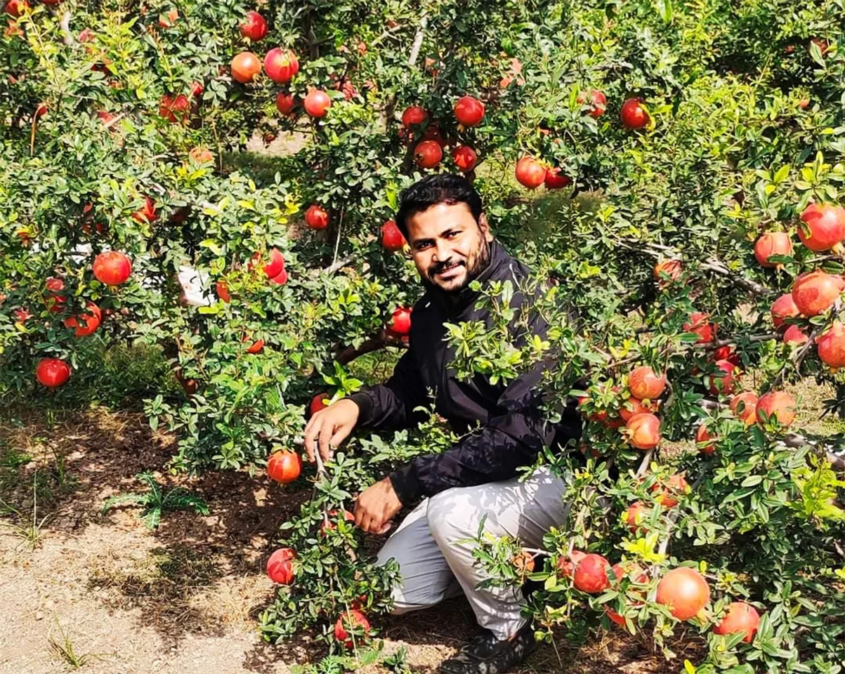 This MBA quit his job for pomegranate farming in Sangli; gets 40% more than market rates