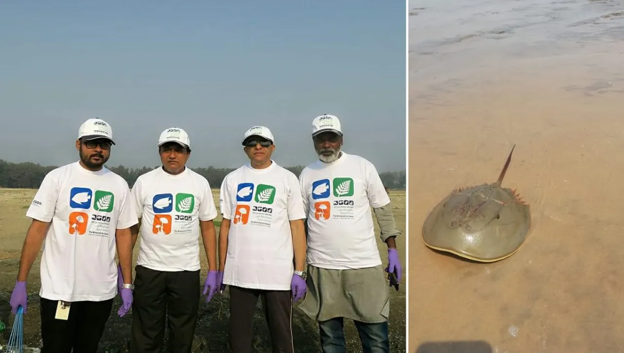 Scientists in Odisha are using IVF to conserve the endangered horseshoe crabs 