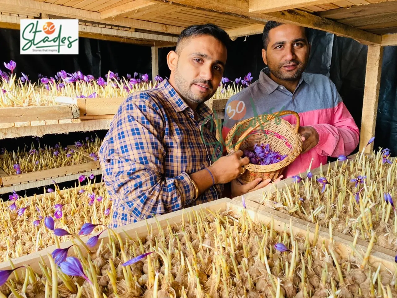 Naveen and Praveen Sindhu at their indoor saffron farming unit in Hisar, Haryana