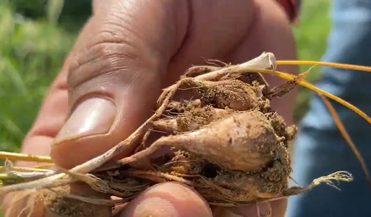 Saffron, Shoes and Living Fossils