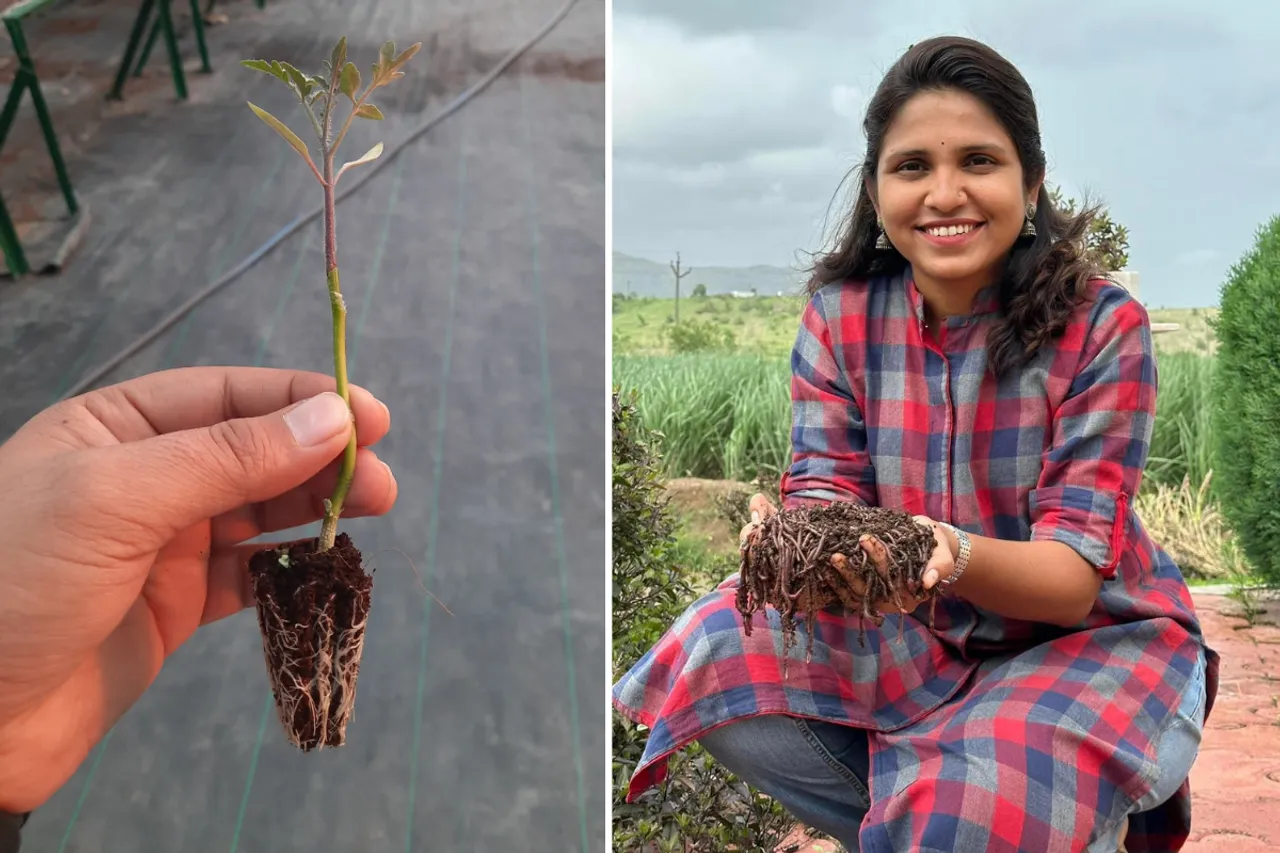 Vegetable Grafting and Vermicompost