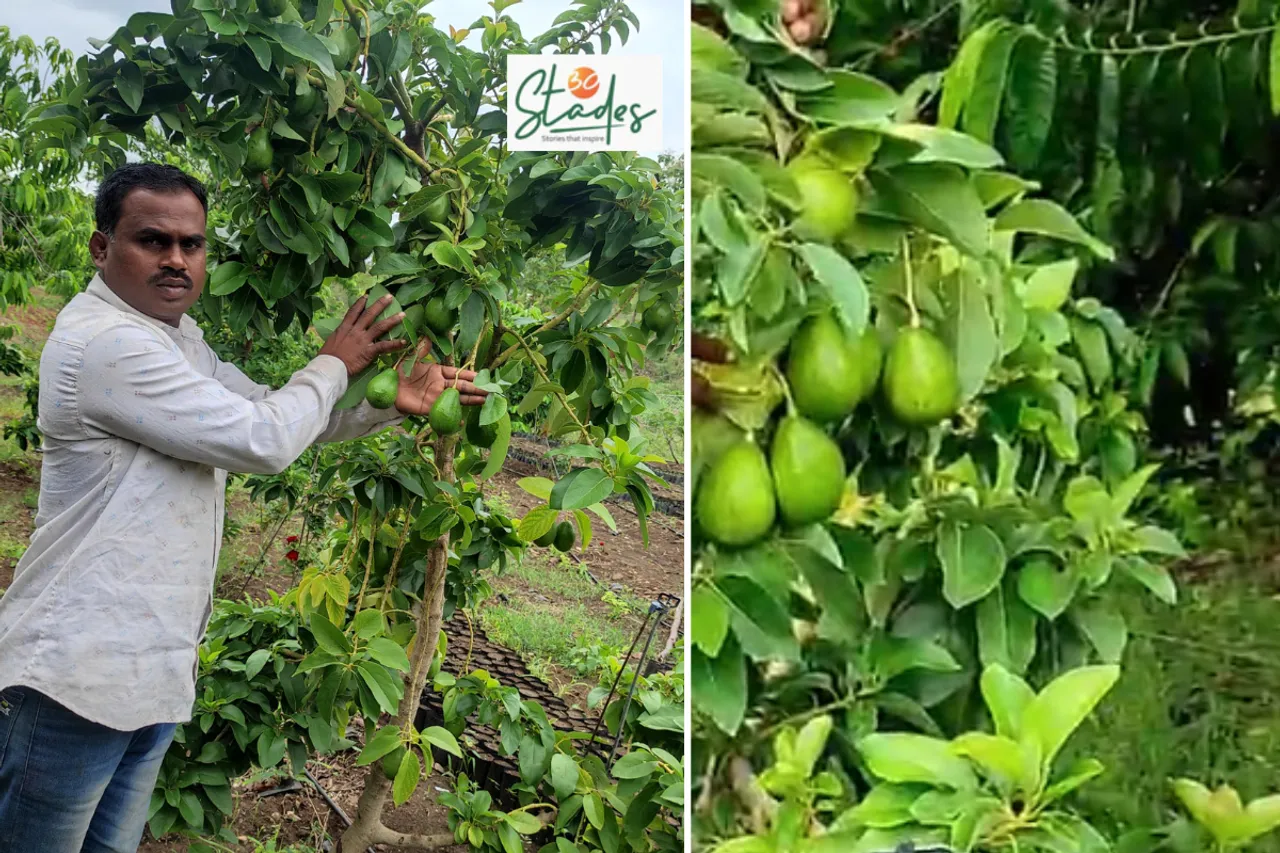 Parmeshwar Thorat on his avocado farm in Beed, Maharashtra