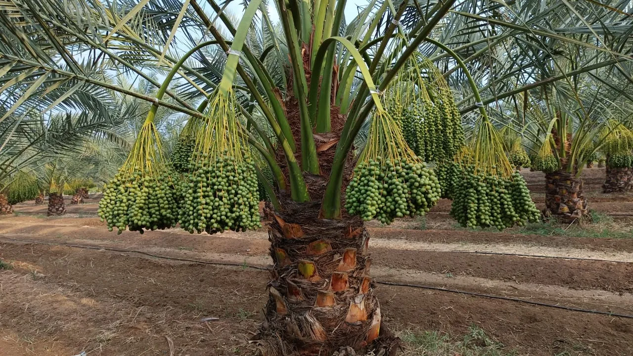 Fresh Dates and Rs 1,000 Investment
