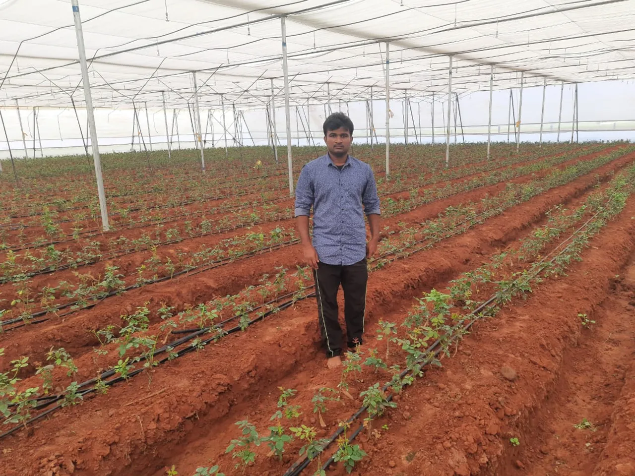 Kolli Madhu grows Dutch roses, cucumbers, and red chilli seedlings in polyhouses and shade nets