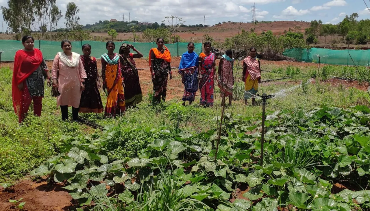 Tribal farmers cultivate organic vegetables, millets and other crops on land, which was barren earlier
