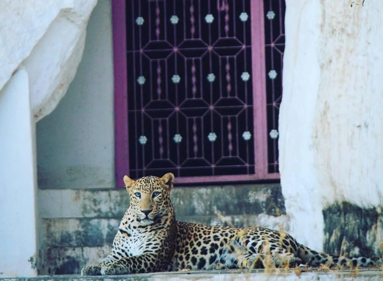 Bera: The village where leopards live peacefully with humans