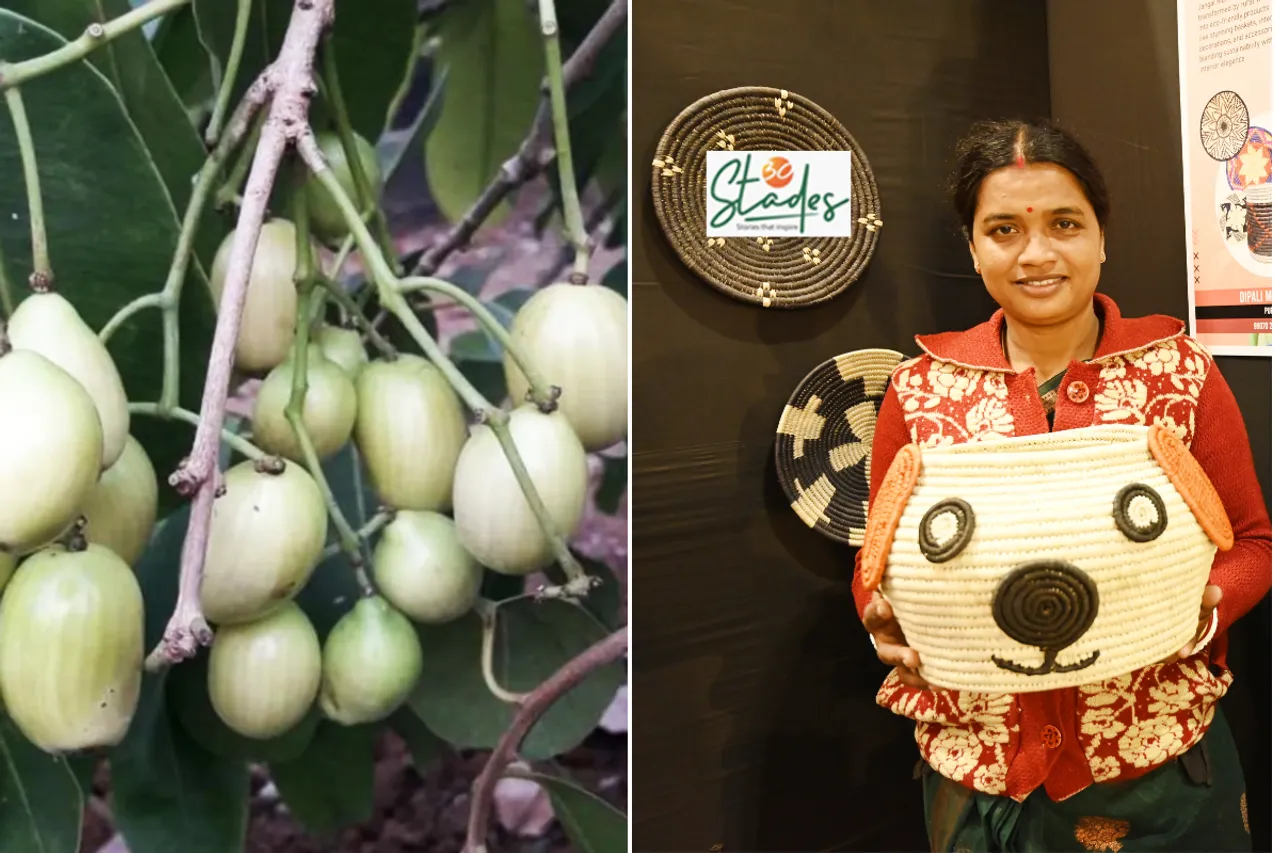 White Jamun and Sabai Grass