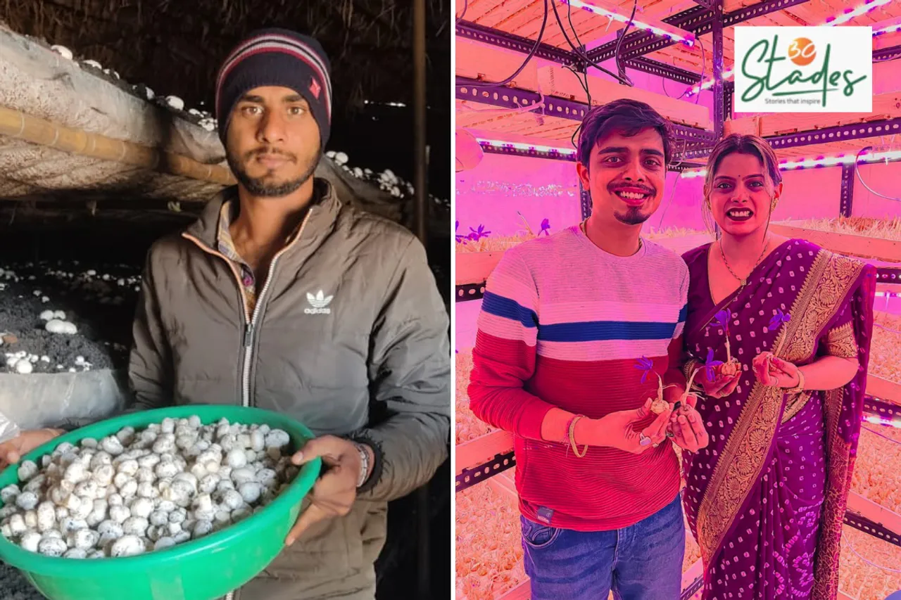 Mushrooms in Huts and Saffron in a Room