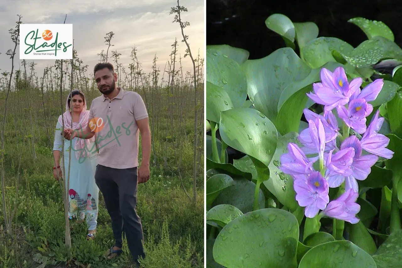 Moringa, Milk and Hyacinth