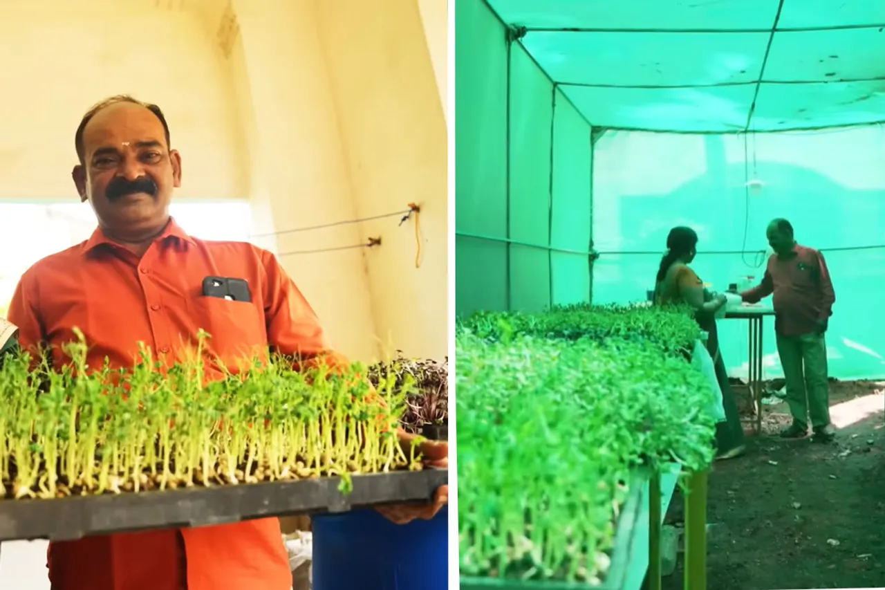 Vidydharan Narayan has set up a low-cost greenhouse unit to cultivate organic microgreens