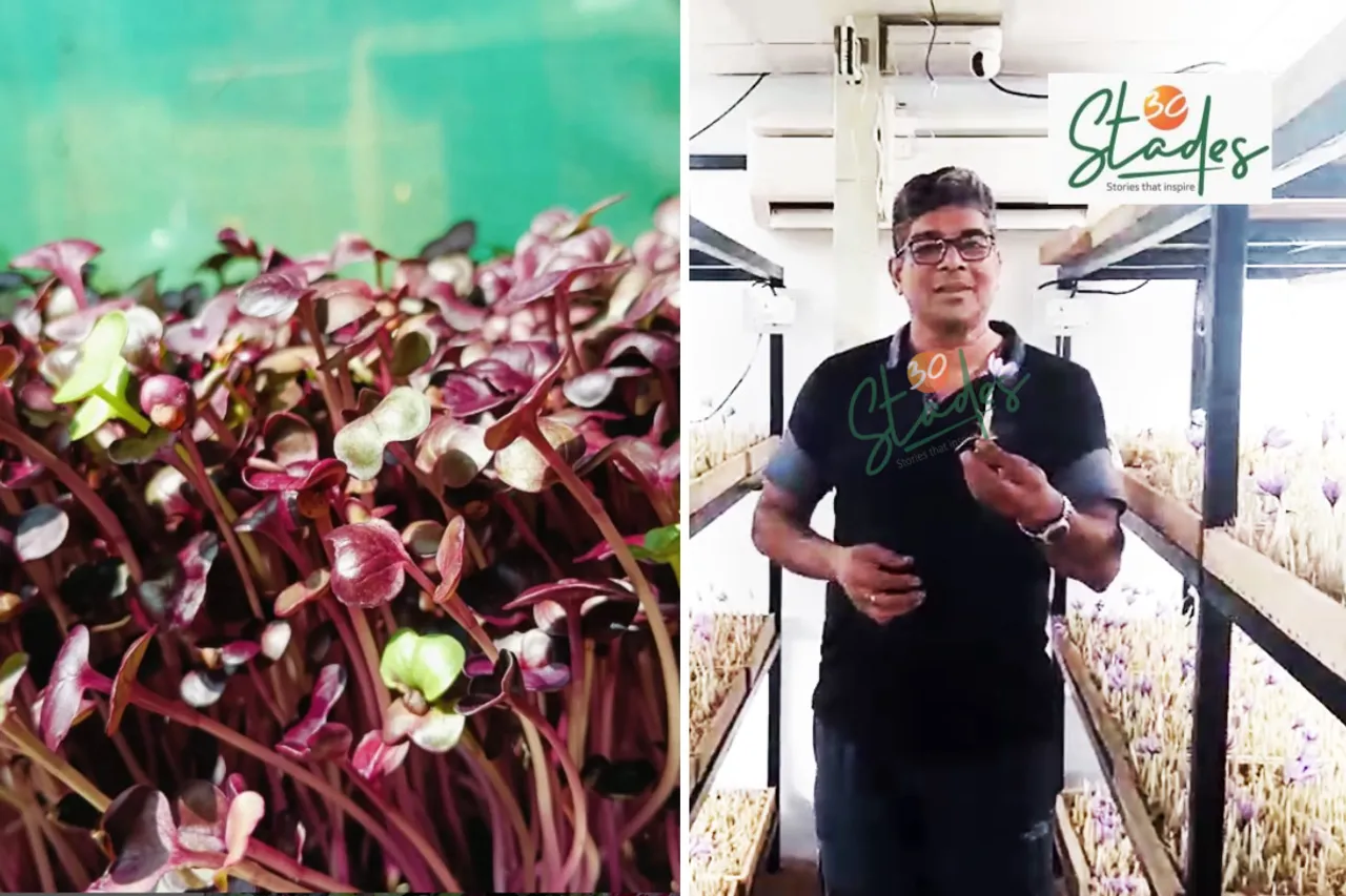 Greenhouse Microgreens and Saffron