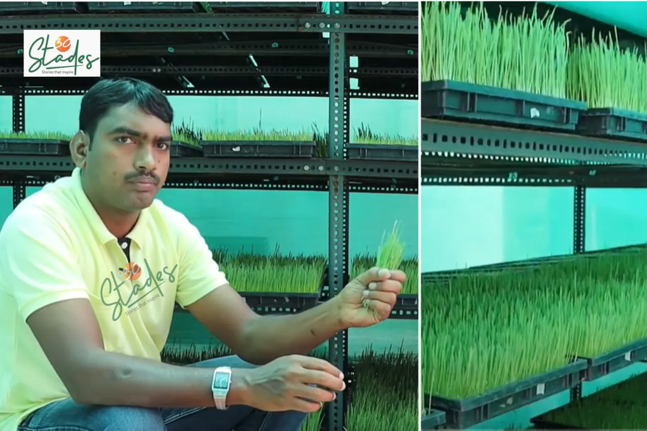 Mogolla Janardhan Goud grows wheatgrass in a greenhouse