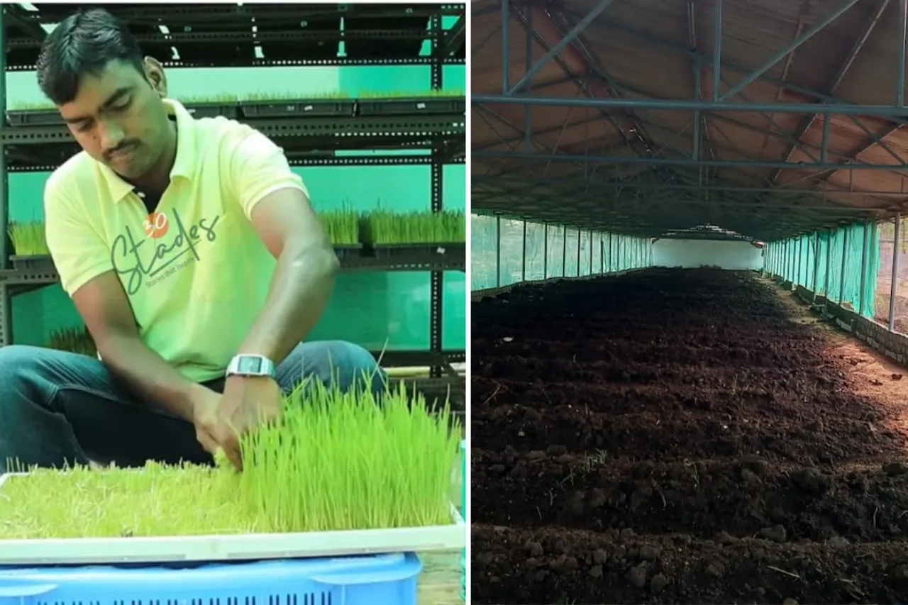 Wheatgrass Farming and Vermicomposting