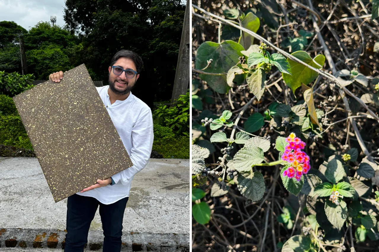 Dr Binish Desai holding up a board of Eco-wood (left) and Lantana Camara weed (right)