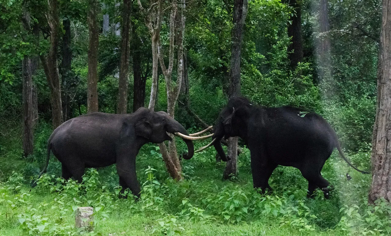 Kabini is also home to the largest herd of Asiatic Elephants in the world