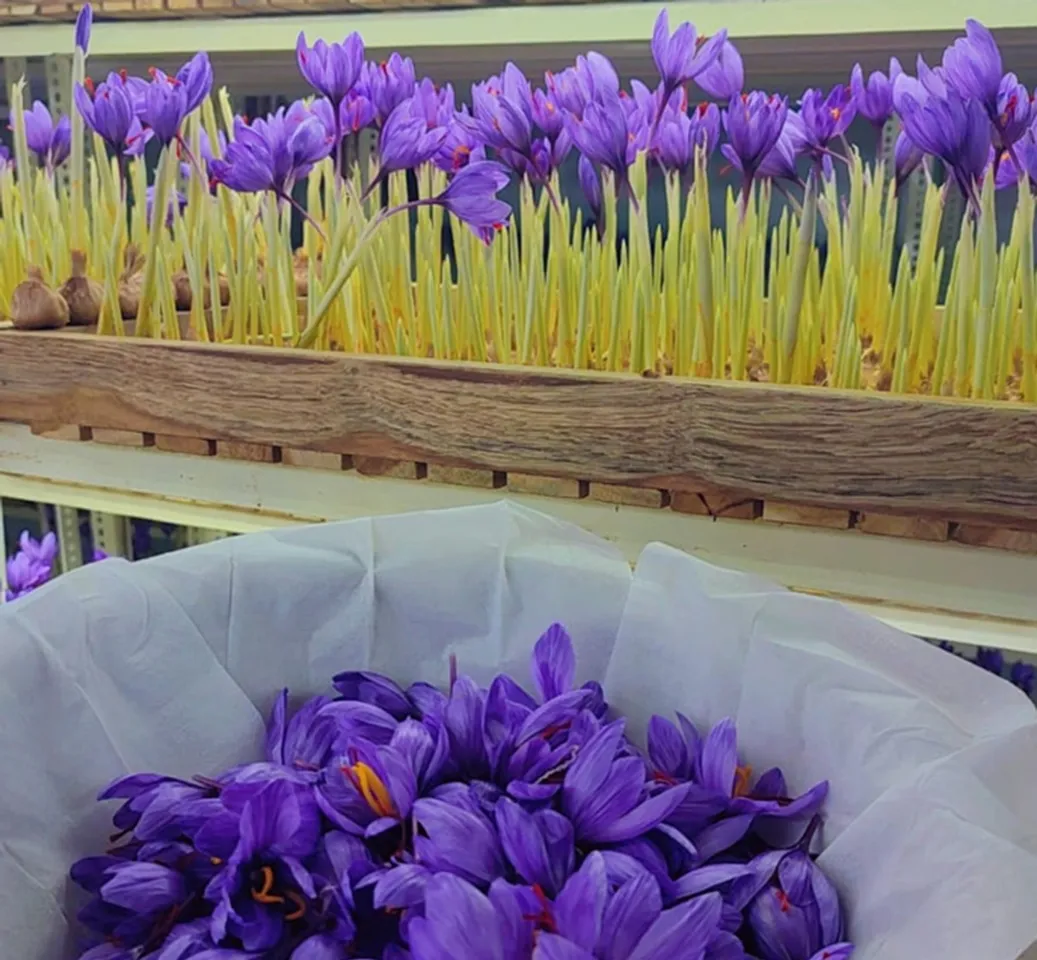 Saffron farming in the air and Koh!