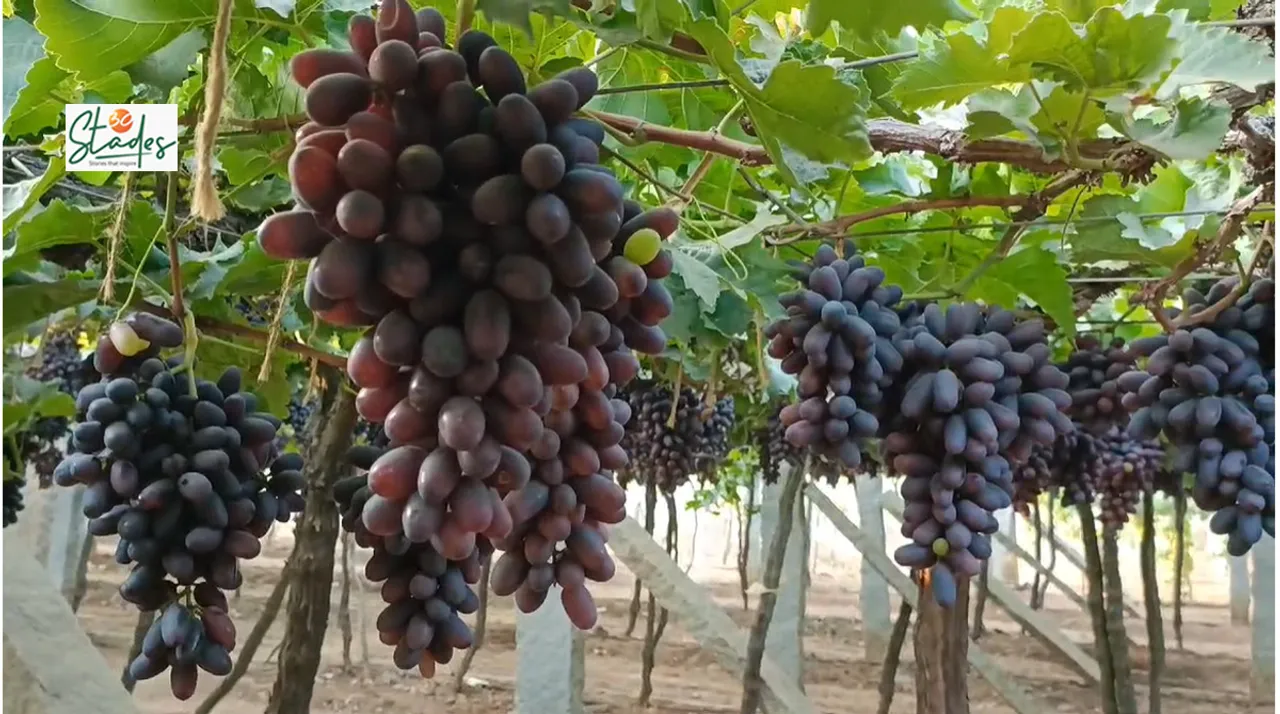 black seedless grapes