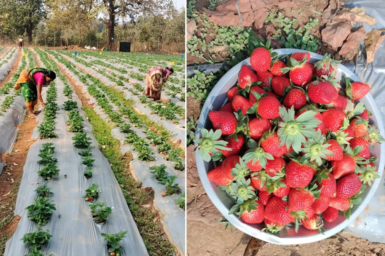 Sandalwood farm and tribal strawberries