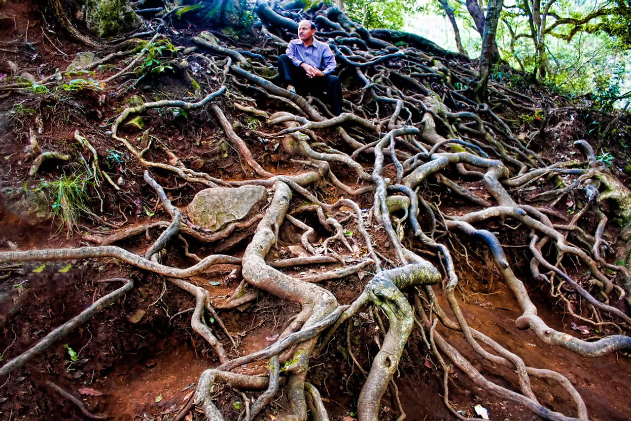 The gnarled and twisted Shola roots at Devil's Kitchen