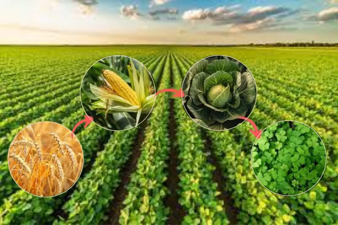 Crop rotation is a low-cost and effective way to improve crop yield and cut costs