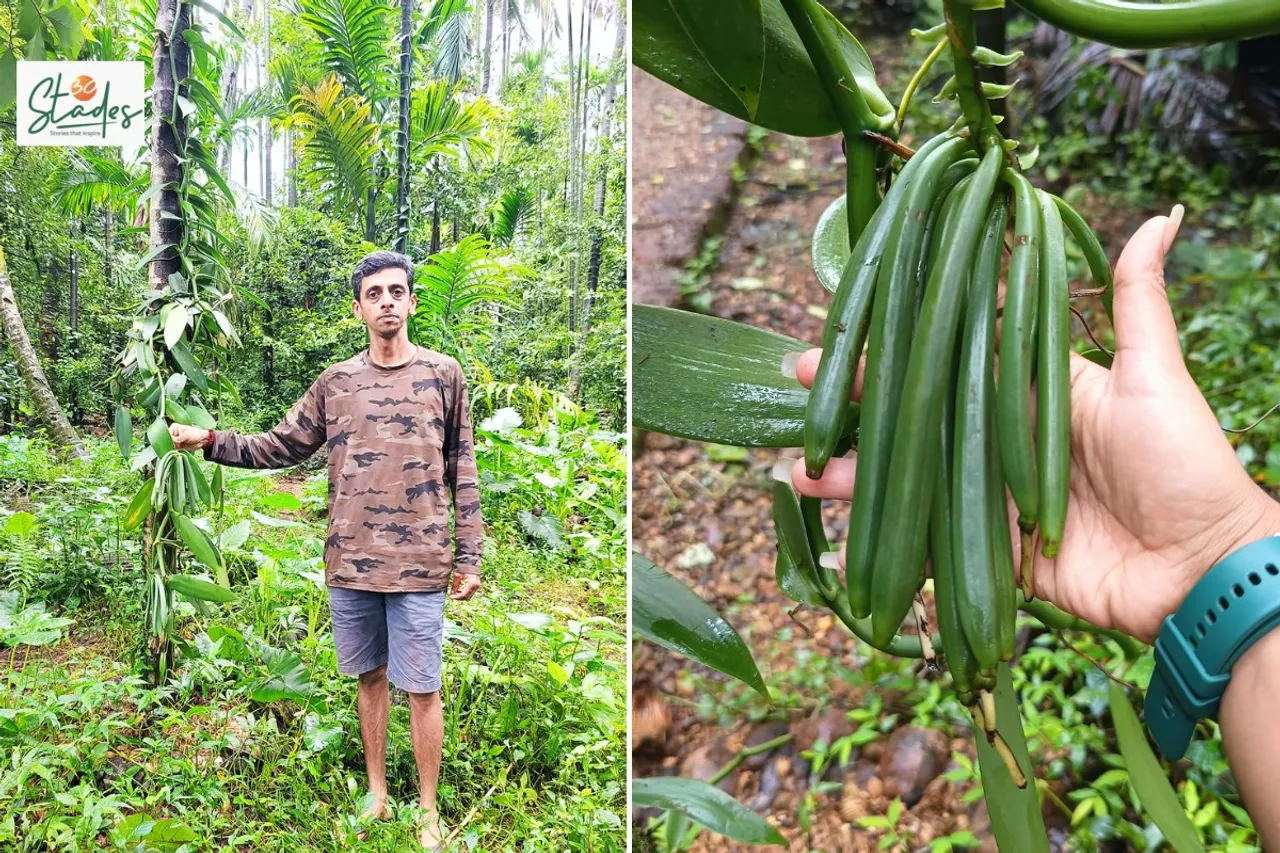 Chinmay Tanshikar on his farm where vanilla plants are intercropped with areca nut