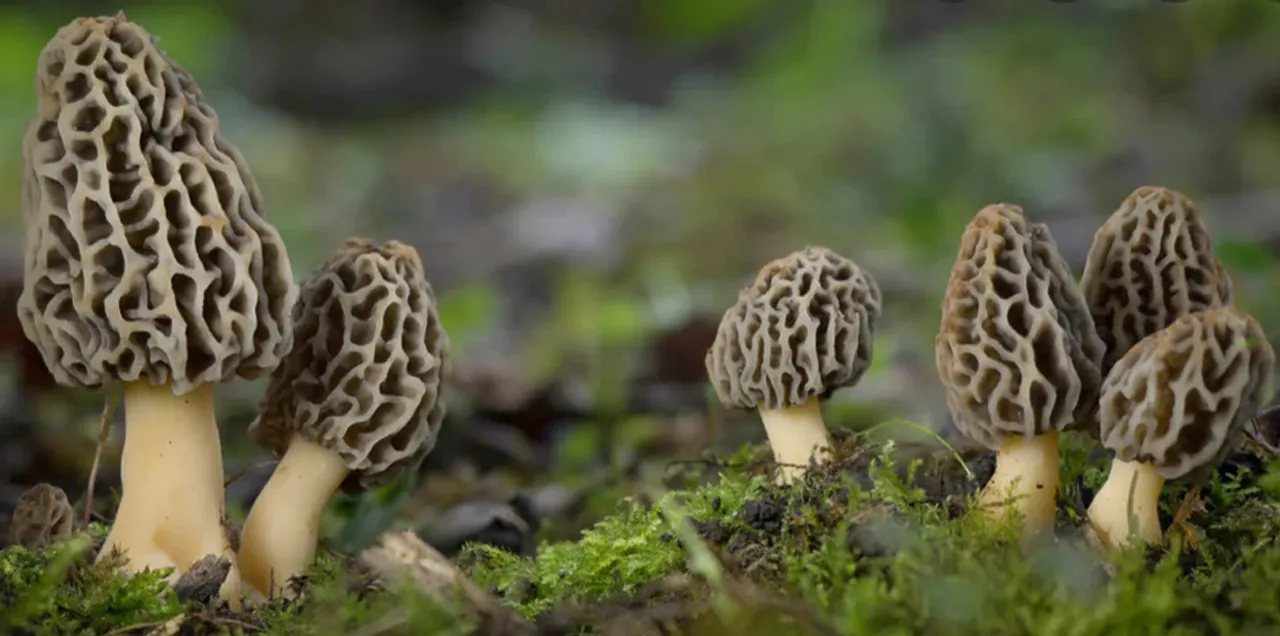 gucchi morel mushroom