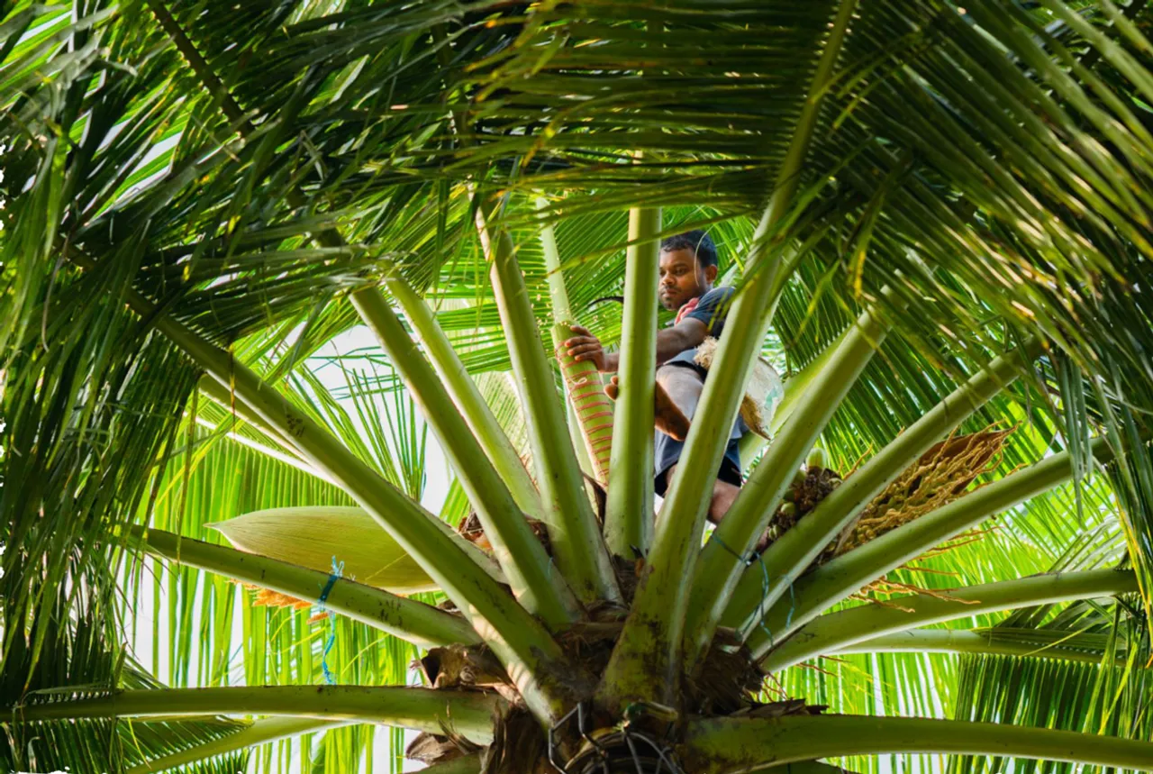 The Naiks have been practising organic coconut farming at Nanu Farms since 1992