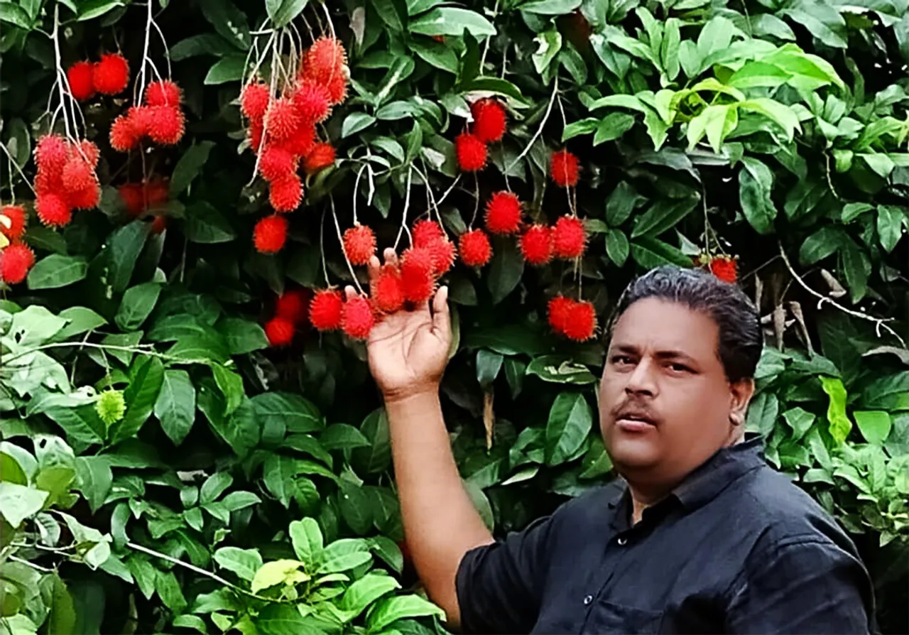 Kerala farmer harvests 6000 kg rambutan per acre with high-density farming