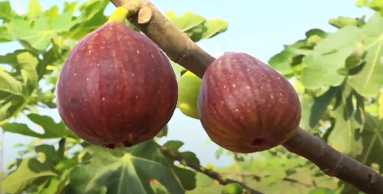 Figs, pineapples and mushrooms