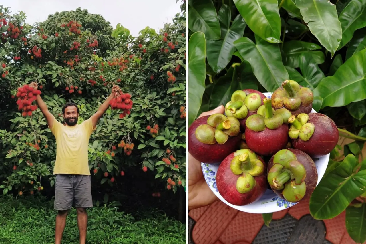 Chethan Shetty with rambutans (left) and mangosteen grown on his farm  