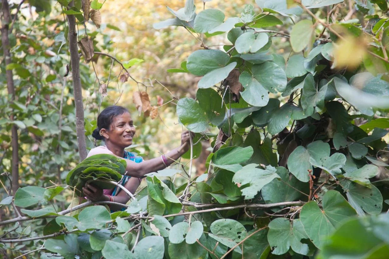 Odisha’s tribal women stitch a bright future with siali leaf plates
