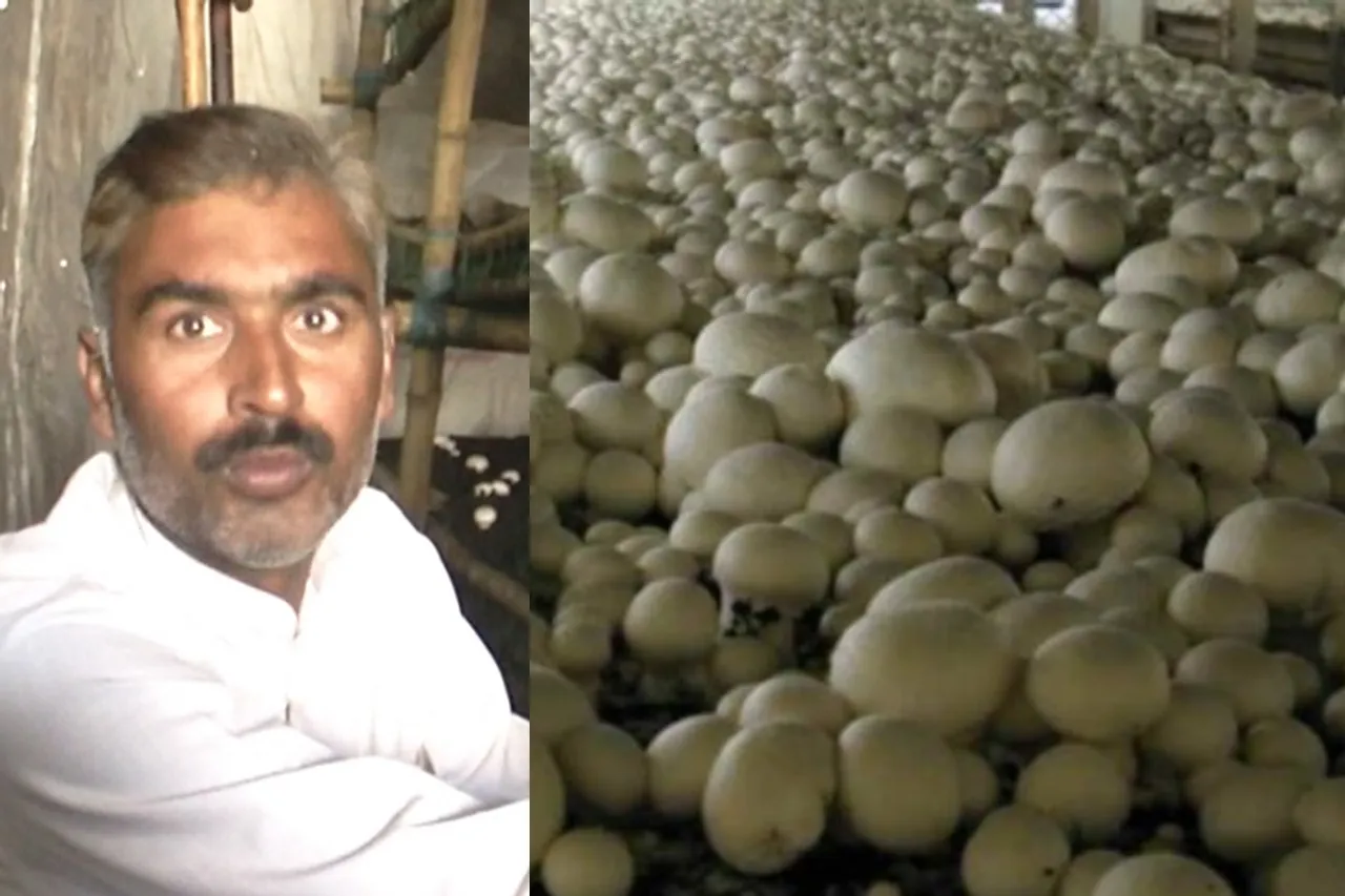 Ashok Kumar Vashisht cultivates mushroom on a part of his farm in Jind, Haryana