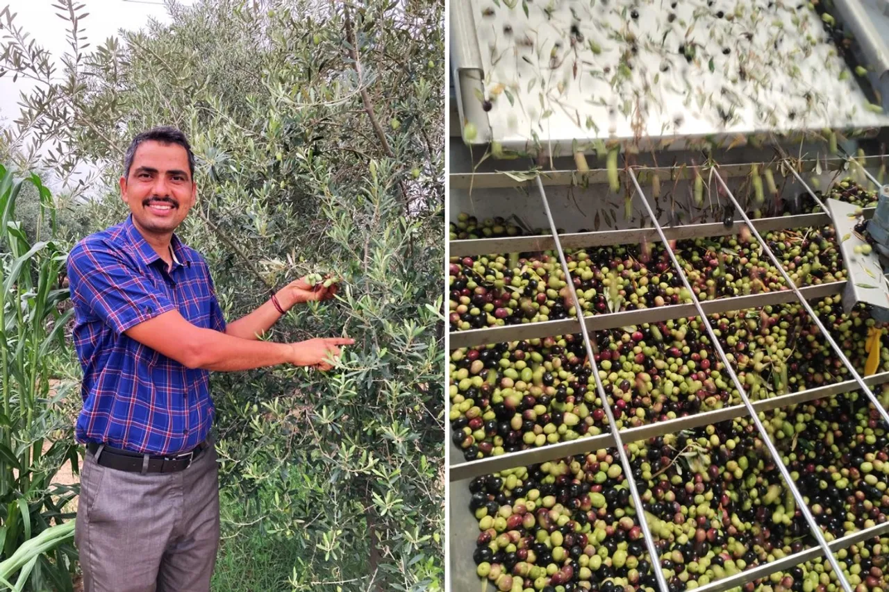Mukesh Manjoo at his farm in Pilani (left) and olive oil extraction (right)