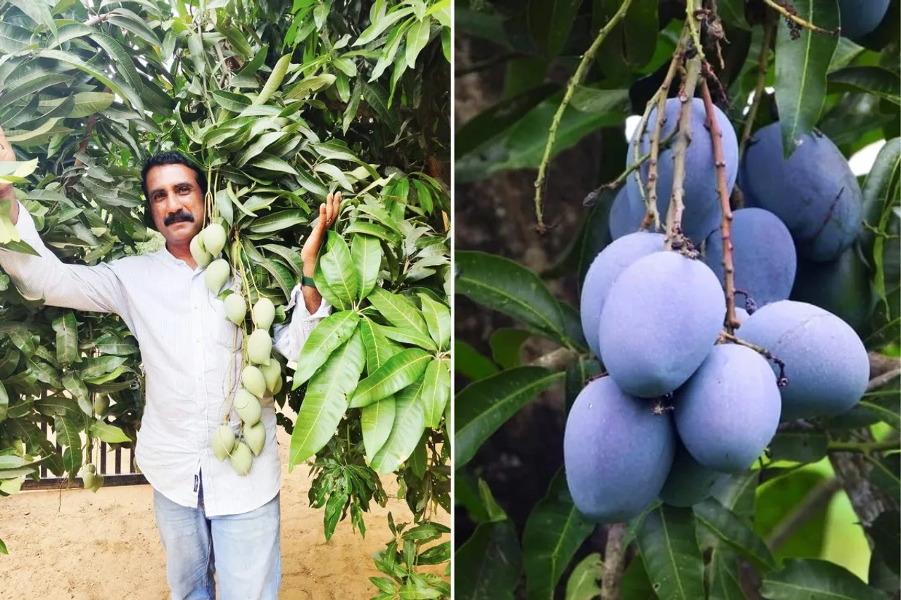 Sakhil Thayyil with Ariya mango which gives fruits throughout the year and purple mango (left)