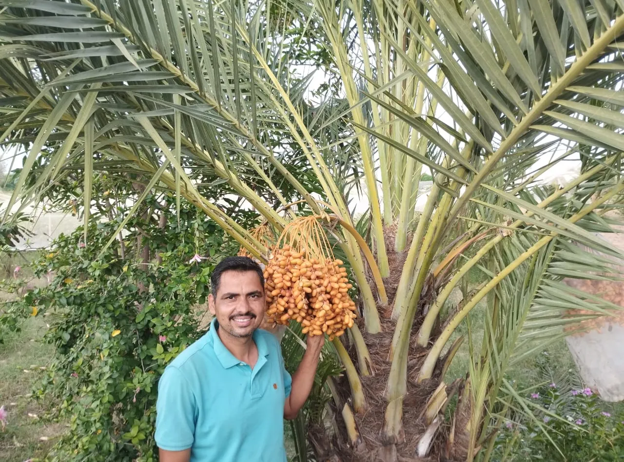 Mukesh Manjoo on his farm at Pilani, Rajasthan