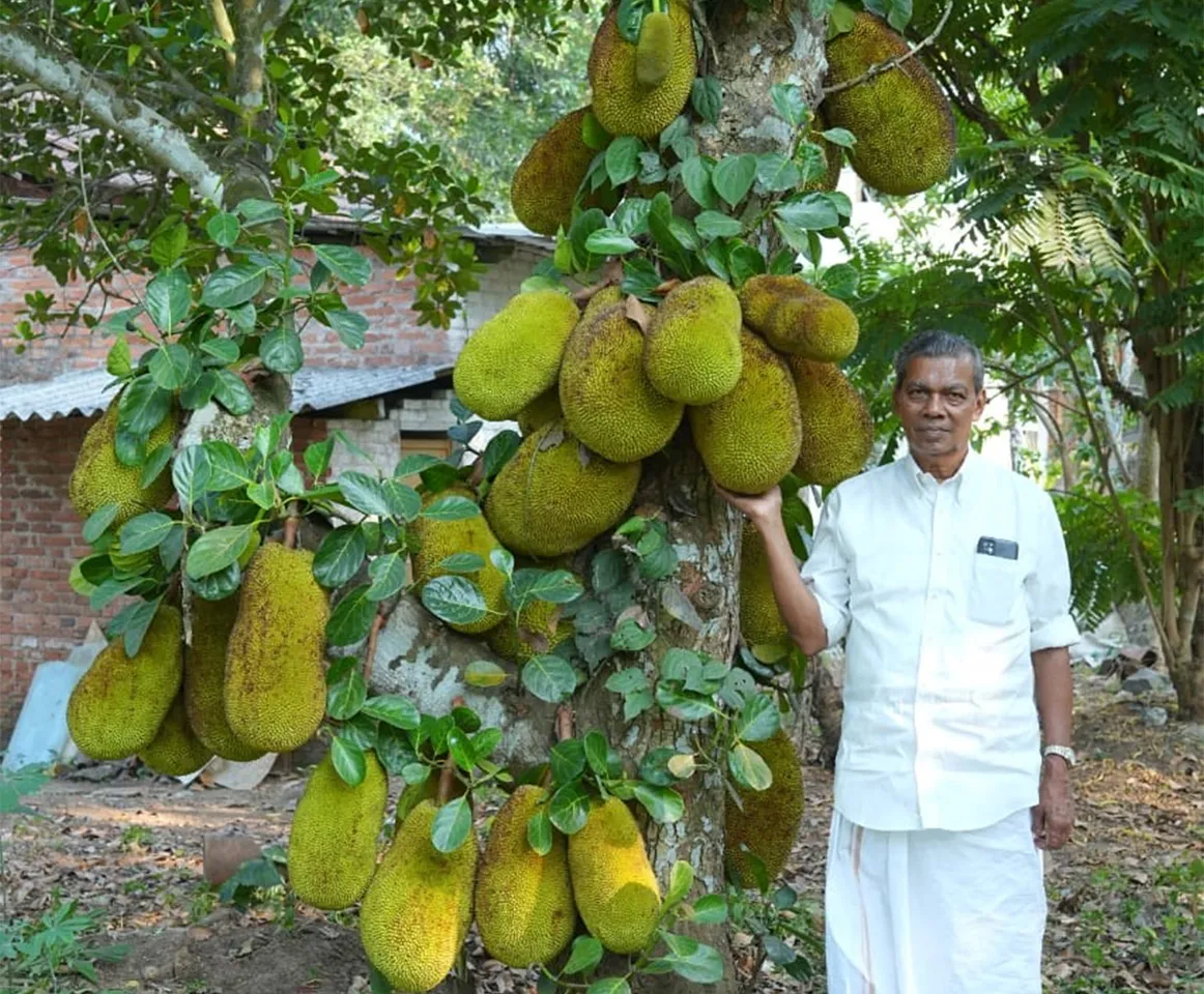 VA Thomas Kattakayam at his farm in Kottayam, where he grows 400 types of jackfruit 