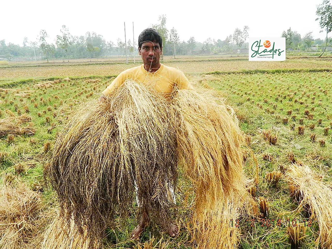 Sukhdev Nath with Harinakhuri paddy harvest on his farm in Sagar Islands, Sundarbans. Pic: Partho Burman