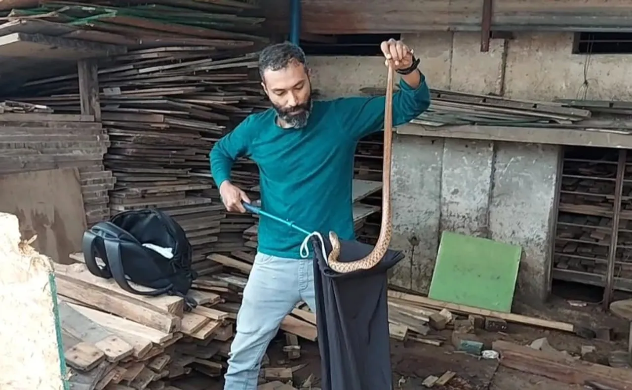 Shuayb Ahmed rescuing a checkered keelback from a furniture shop during floods. Pic: Courtesy of 