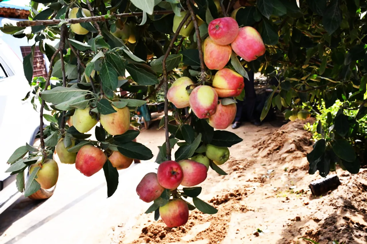 Apples in Rajasthan & Manamadurai