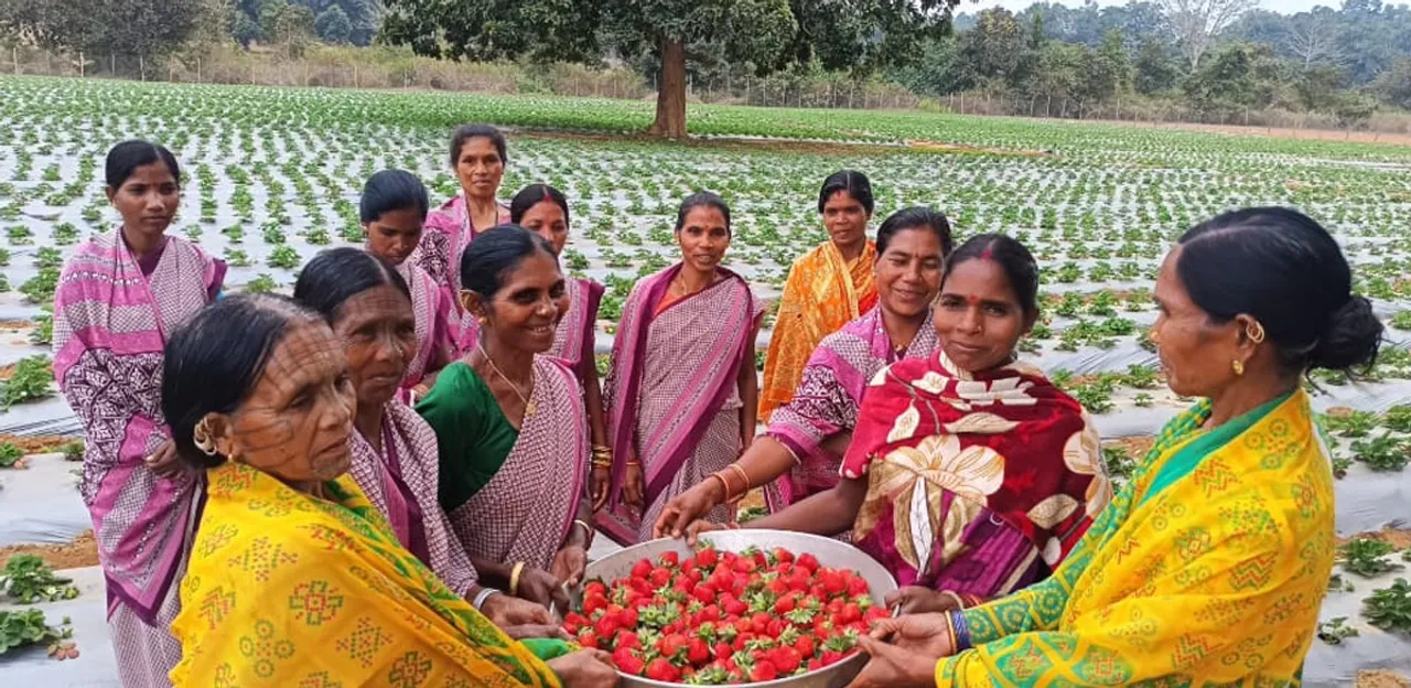 Tribal women pioneer strawberry farming in Odisha; earn a profit of Rs 15 lakh per acre