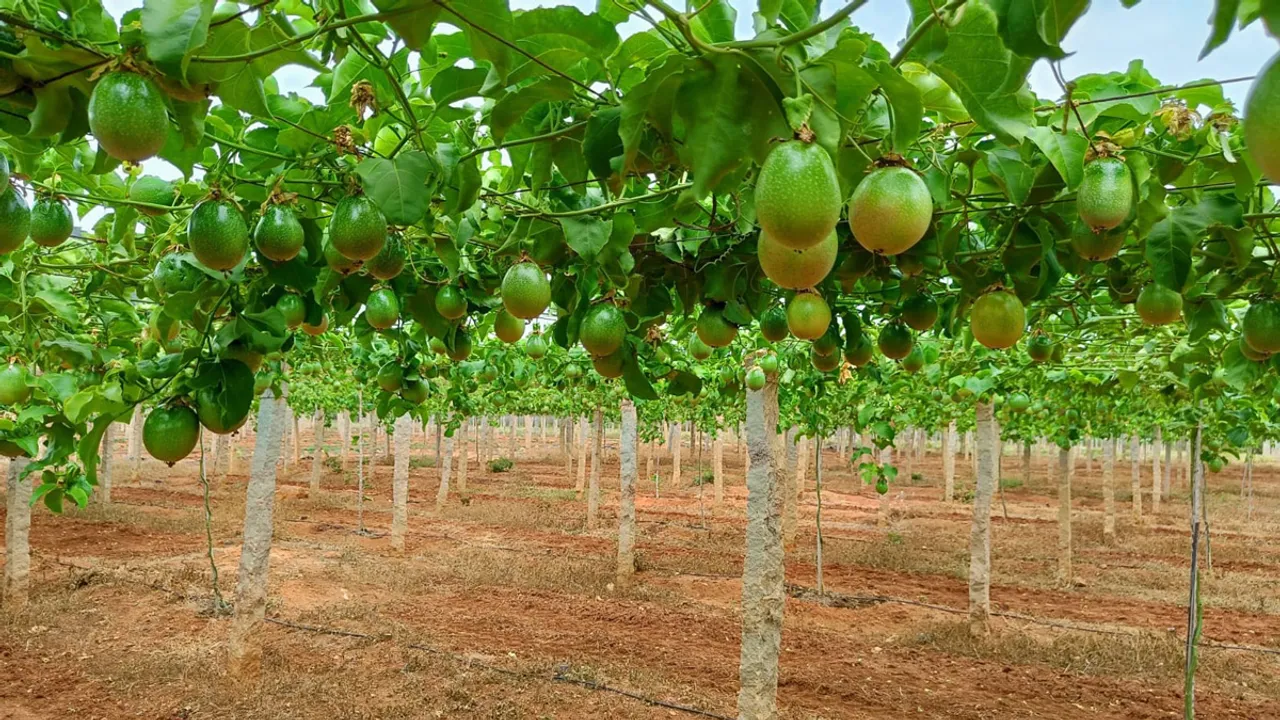 Exotic Fruits and Fermented Fodder