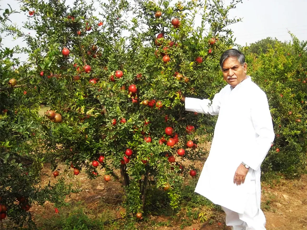 Muttuluri Narasimhappa at his farm in Anantapur, Andhra Pradesh