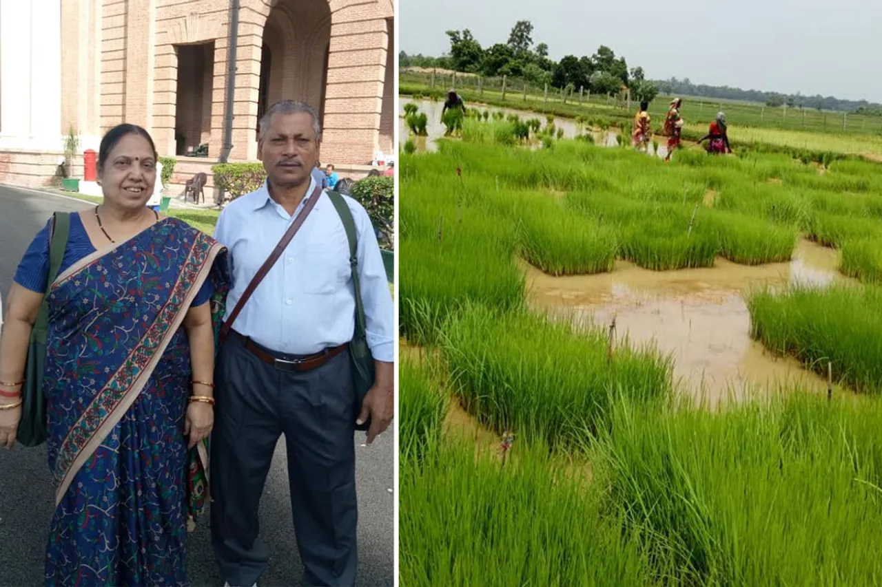Seed savers, Dr Ashok Kumar Panigrahi and his wife Kusum; their farm (right) where 1072 paddy varieties are grown every year  