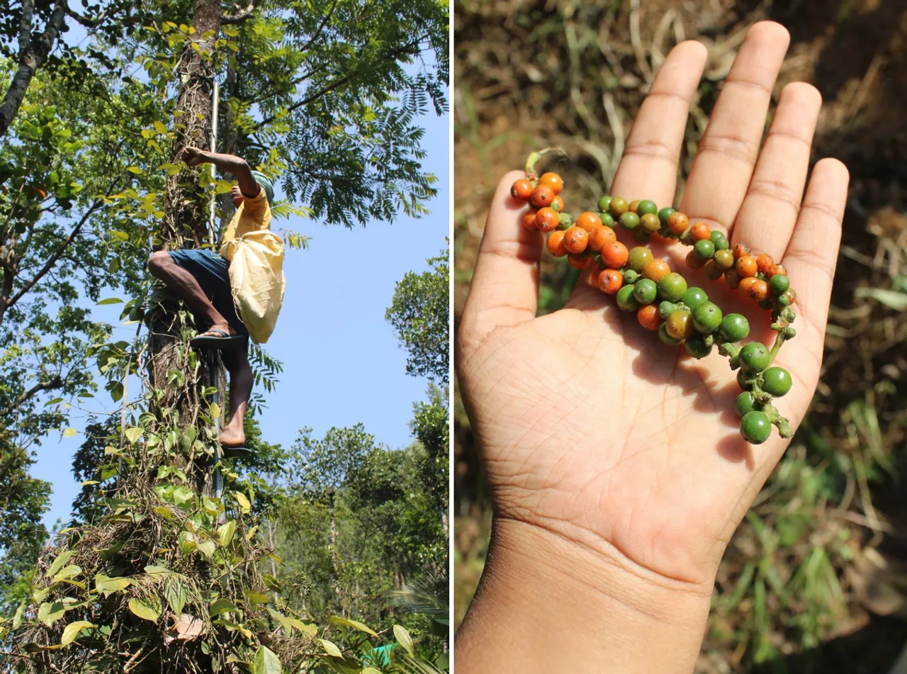 Graamya: Kerala startup takes naturally-grown spices from Idukki to the world